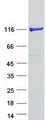 PHKB Protein - Purified recombinant protein PHKB was analyzed by SDS-PAGE gel and Coomassie Blue Staining