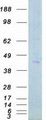 PHKG1 Protein - Purified recombinant protein PHKG1 was analyzed by SDS-PAGE gel and Coomassie Blue Staining