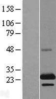 PHLDA2 / TSSC3 Protein - Western validation with an anti-DDK antibody * L: Control HEK293 lysate R: Over-expression lysate