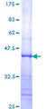 PHLDA2 / TSSC3 Protein - 12.5% SDS-PAGE Stained with Coomassie Blue.