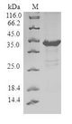 PHLDA2 / TSSC3 Protein - (Tris-Glycine gel) Discontinuous SDS-PAGE (reduced) with 5% enrichment gel and 15% separation gel.