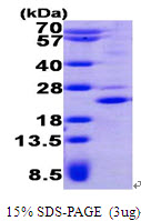 PHLDA2 / TSSC3 Protein
