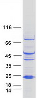 PHLDA2 / TSSC3 Protein - Purified recombinant protein PHLDA2 was analyzed by SDS-PAGE gel and Coomassie Blue Staining
