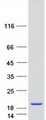 PHLDA3 Protein - Purified recombinant protein PHLDA3 was analyzed by SDS-PAGE gel and Coomassie Blue Staining