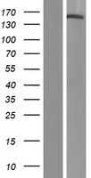 PHLDB1 Protein - Western validation with an anti-DDK antibody * L: Control HEK293 lysate R: Over-expression lysate