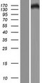 PHLDB2 Protein - Western validation with an anti-DDK antibody * L: Control HEK293 lysate R: Over-expression lysate