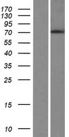 PHLDB3 Protein - Western validation with an anti-DDK antibody * L: Control HEK293 lysate R: Over-expression lysate