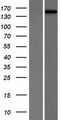 PHLPP2 / PHLPPL Protein - Western validation with an anti-DDK antibody * L: Control HEK293 lysate R: Over-expression lysate