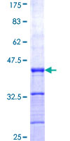 PHOX2A Protein - 12.5% SDS-PAGE Stained with Coomassie Blue.