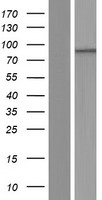 PHTF1 Protein - Western validation with an anti-DDK antibody * L: Control HEK293 lysate R: Over-expression lysate