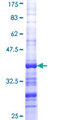 PHTF1 Protein - 12.5% SDS-PAGE Stained with Coomassie Blue.