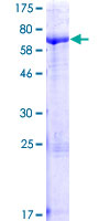 PHTF2 Protein - 12.5% SDS-PAGE of human PHTF2 stained with Coomassie Blue