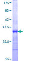 PI15 Protein - 12.5% SDS-PAGE Stained with Coomassie Blue.