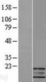 PI3 / Elafin Protein - Western validation with an anti-DDK antibody * L: Control HEK293 lysate R: Over-expression lysate