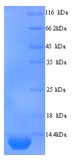 PI3 / Elafin Protein