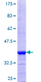 PI4K2A / PI4KII Protein - 12.5% SDS-PAGE Stained with Coomassie Blue.