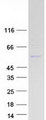 PI4K2A / PI4KII Protein - Purified recombinant protein PI4K2A was analyzed by SDS-PAGE gel and Coomassie Blue Staining