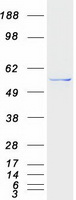 PI4K2B Protein - Purified recombinant protein PI4K2B was analyzed by SDS-PAGE gel and Coomassie Blue Staining
