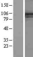 PI4KA Protein - Western validation with an anti-DDK antibody * L: Control HEK293 lysate R: Over-expression lysate