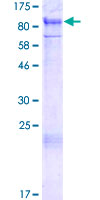 PIAS1 Protein - 12.5% SDS-PAGE of human PIAS1 stained with Coomassie Blue