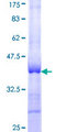 PIAS1 Protein - 12.5% SDS-PAGE Stained with Coomassie Blue.