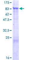 PIAS2 / PIASX Protein - 12.5% SDS-PAGE of human PIAS2 stained with Coomassie Blue