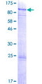 PIAS3 Protein - 12.5% SDS-PAGE of human PIAS3 stained with Coomassie Blue