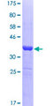 PIAS3 Protein - 12.5% SDS-PAGE Stained with Coomassie Blue.
