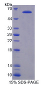 PIAS3 Protein - Recombinant Protein Inhibitor Of Activated STAT 3 By SDS-PAGE