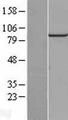 PIBF1 / PIBF Protein - Western validation with an anti-DDK antibody * L: Control HEK293 lysate R: Over-expression lysate