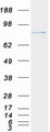 PIBF1 / PIBF Protein - Purified recombinant protein PIBF1 was analyzed by SDS-PAGE gel and Coomassie Blue Staining