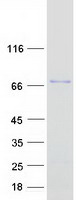 PICALM / CALM Protein - Purified recombinant protein PICALM was analyzed by SDS-PAGE gel and Coomassie Blue Staining