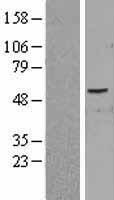PID1 Protein - Western validation with an anti-DDK antibody * L: Control HEK293 lysate R: Over-expression lysate