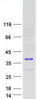 PID1 Protein - Purified recombinant protein PID1 was analyzed by SDS-PAGE gel and Coomassie Blue Staining