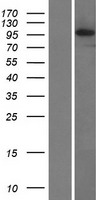 PIDD1 Protein - Western validation with an anti-DDK antibody * L: Control HEK293 lysate R: Over-expression lysate