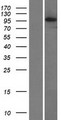 PIDD1 Protein - Western validation with an anti-DDK antibody * L: Control HEK293 lysate R: Over-expression lysate