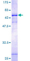 PIEZO1 / FAM38A Protein - 12.5% SDS-PAGE of human FAM38A stained with Coomassie Blue