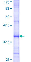 PIGB Protein - 12.5% SDS-PAGE Stained with Coomassie Blue.