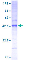 PIGH Protein - 12.5% SDS-PAGE of human PIGH stained with Coomassie Blue