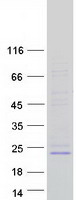 PIGH Protein - Purified recombinant protein PIGH was analyzed by SDS-PAGE gel and Coomassie Blue Staining