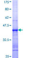 PIGK Protein - 12.5% SDS-PAGE Stained with Coomassie Blue.