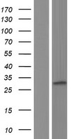 PIGL Protein - Western validation with an anti-DDK antibody * L: Control HEK293 lysate R: Over-expression lysate
