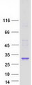 PIGL Protein - Purified recombinant protein PIGL was analyzed by SDS-PAGE gel and Coomassie Blue Staining