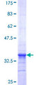 PIGP Protein - 12.5% SDS-PAGE Stained with Coomassie Blue.