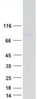 PIGQ Protein - Purified recombinant protein PIGQ was analyzed by SDS-PAGE gel and Coomassie Blue Staining