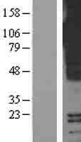 PIGR Protein - Western validation with an anti-DDK antibody * L: Control HEK293 lysate R: Over-expression lysate