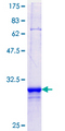 PIGS Protein - 12.5% SDS-PAGE Stained with Coomassie Blue.