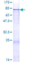 PIGT Protein - 12.5% SDS-PAGE of human PIGT stained with Coomassie Blue