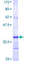 PIGU Protein - 12.5% SDS-PAGE Stained with Coomassie Blue.