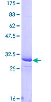 PIGW Protein - 12.5% SDS-PAGE Stained with Coomassie Blue.
